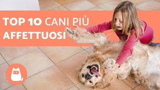 I 10 cani più affettuosi [upl. by Drummond475]