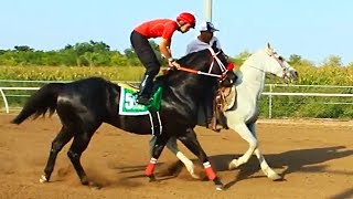 EL SAMURAY VS EL 3030  CARRERAS DE CABALLOS  FRESNO HIPODROMO [upl. by Skutchan]