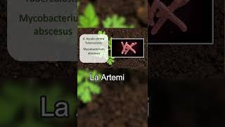 Video completo 👆 Aprovecha BENEFICIOS Artemisa Annua  Parte 2 [upl. by Ortiz183]