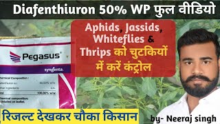 Syngenta Pegasus Insecticide  how to control thrips whiteflymite Pegasus full video by neeraj [upl. by Betteanne745]