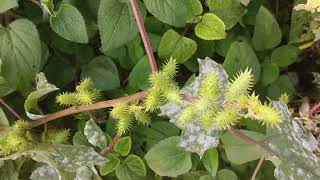 Xanthium italicum [upl. by Marela]