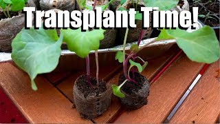 Transplanting Indoor Seedlings to Larger Containers  How and When  Spring Garden Series 5 [upl. by Edi]