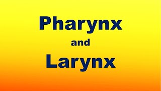 Pharynx and Larynx [upl. by Nilkcaj846]