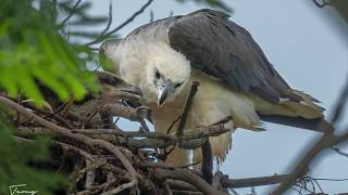 Whitebellied sea eagle nesting [upl. by Anelej]