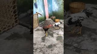 My home bred shorts aseelmurga MukeshVlogs1044 [upl. by Duvall]