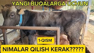 YANGI BUQALARGA NIMALAR QILISH KERAK [upl. by Sindee]