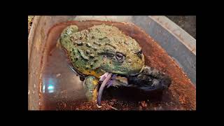 Giant Bullfrog Catches Breakfast Backwards [upl. by Norreht]