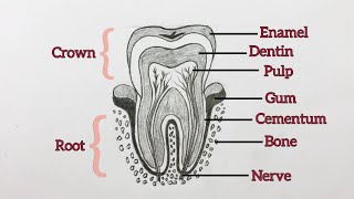 How to draw structure of a Human Tooth  Tooth structure diagram [upl. by Darrill]