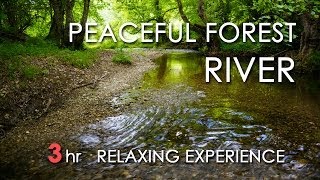 Relaxing River Sounds  Peaceful Forest River  3 Hours Long  HD 1080p  Nature Video [upl. by Wilbert304]