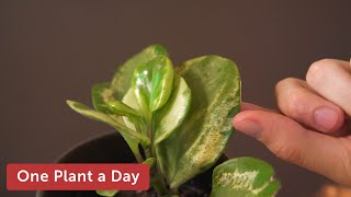 Peperomia obtusifolia Variegata Baby Rubber Plant Houseplant Care — 17 of 365 [upl. by Ile]