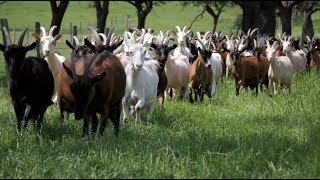 La ferme des trois chênes  Ten fais tout un fromage [upl. by Tselec196]