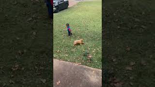 Toddler and Puppy Playtime in the Yard [upl. by Adnilev]