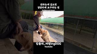 원하는게 있으면 당당하게 요구하는 편 골든리트리버 goldenretriever 시골집 시골생활 rusticity 강아지일상 shorts [upl. by Sedecram918]