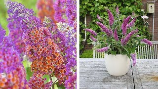 How to Plant Buddleia Butterfly Bush Summer Garden Guide [upl. by Cran]