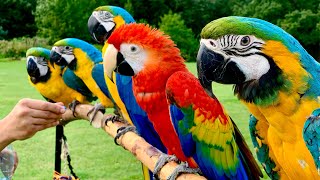 5 Pet Macaw Parrots In Free Flight  Primrose Hill  London [upl. by Llehcam]