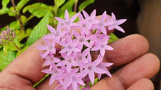 Pentabulous Pentas  Propagation and Overall Care  Work From Home Gardening [upl. by Mitran]