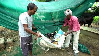 Organic Jamun or jambolan harvesting  How to pluck the fruit without spoilage and low contact [upl. by Yrrak123]