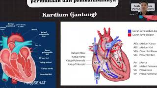 SURFACE ANATOMY  PARSAULIAN CHRISDAYMOM LUBIS [upl. by Naaitsirhc]