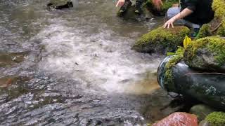 50000 Young Salmon Released in the Molalla River Watershed [upl. by Noelle]