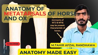 lecture  27Anatomy of metatarsals of horse and oxVeterinary anatomy in HindiUrdu [upl. by Charlene222]