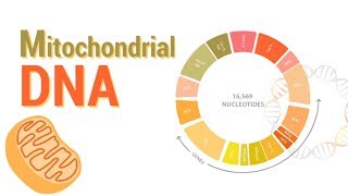 Mitochondrial DNA  mtDNA  All Mitochondrial genes detail [upl. by Magnum]