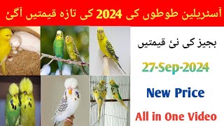 All Budgies Parrot Latest And New Price in Pakistan 2024  Budgies Parrot Price New Update [upl. by Apgar]