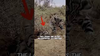 The black footed cat shortvideo animals wildlife blackfootedcat cat shorts [upl. by Aihppa]