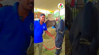 இந்த குதிரை பெயர் ராணி  anthiyur kuthirai santhai  anthiyur horse market  Kathiawari shorts [upl. by Enavi888]