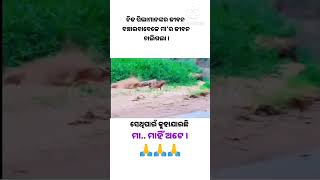 ମା ମାହିଁ ଅଟେ । odiamotivation motivationodia ytshorts maa odiasongstatus odia ssardhik [upl. by Ettelloc]