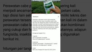 Perawatan tanaman cabe pengunaan fungisida dan insektisida pada masa generatif [upl. by Gibrian]