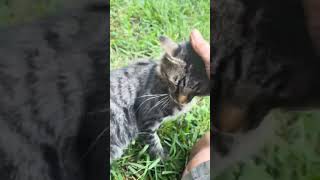 pet cat lovable furfriends catlover shortvideo [upl. by Turnbull]