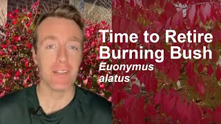 Time to Retire Burning Bush Recommended Alternative Plants [upl. by Mauretta]