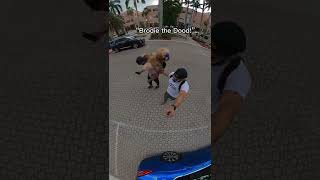 People reacting to my backpack bear reaction dogbackpack goldendoodle [upl. by Ymeraj353]