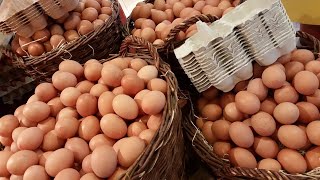 Egg Production in Black Australorps Chickens [upl. by Ellora391]