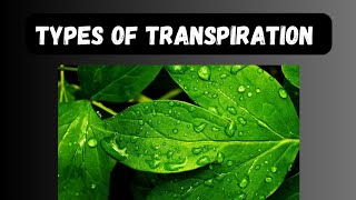 Types of transpiration [upl. by Arihppas]