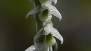 POLLINISATION DE L’ORCHIDÉE SPIRANTHES SPIRALIS [upl. by Rossen]