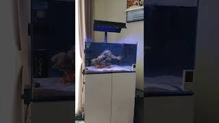 Aquarium laut vivaria optic clear 60x35x35 [upl. by Yeliw218]