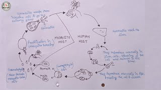 How To Draw Life Cycle of Plasmodium  Malaria Parasite Life Cycle [upl. by Etka]