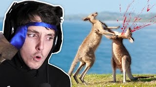 DEADLY AUSTRALIAN ANIMALS [upl. by Salvatore]