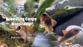 Breeding Corydoras Naturally [upl. by Anaiq]