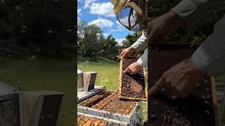 Removing Emergency Queen Bee Cells 👑🐝 shorts [upl. by Ahseinat]