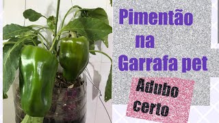 Como ter sucesso no cultivo do PIMENTÃO em Garrafa Pet ADUBAÇÃO PERFEITA 🙌🙌🔝🔝🔝 [upl. by Mandell]