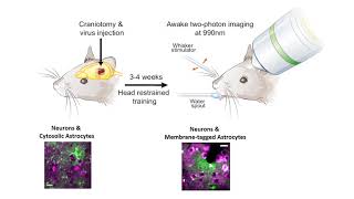 Rapid Astrocyte Calcium Microdomains [upl. by Leinahtam]