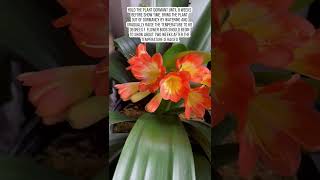 Beautiful flowering houseplant  Clivia bush natal lily shorts [upl. by Blinnie]