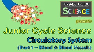 Circulatory System Part 1  Blood amp Blood Vessels  Junior Cycle Science  Revision Video [upl. by Yt]