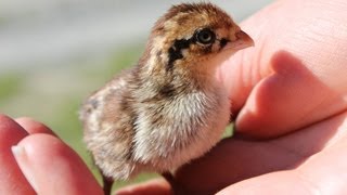 Tiger Tales Raising Bobwhite Quail Organically with a Mother hen Colin de Virginie Codorniz cotuí [upl. by Renata]