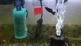 Treating Sick Molly Fish From Petco For Columnaris With Maracyn [upl. by Tiduj]