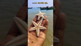 Rescue Mission Saving Starfish One at a Time starfish fishing sea healing [upl. by Cleti]