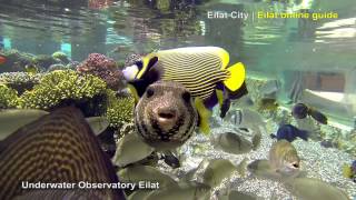 Underwater Observatory Eilat  Eilat City [upl. by Hassi]