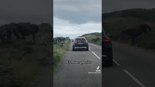 Exmoor ponies crossing the A39 exmoor [upl. by Naltiac]